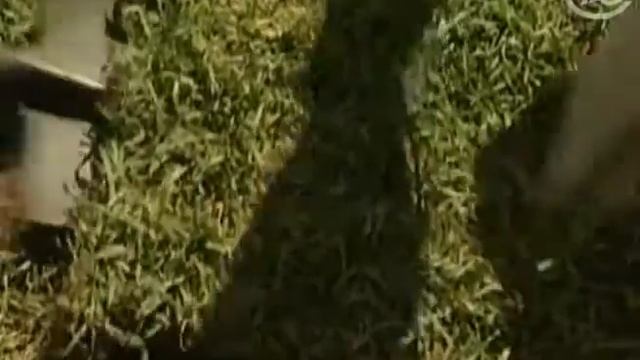 Как сделать беседку-веер Фазенда смотреть онлайн