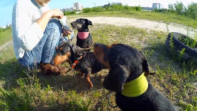 ТАКСЫ ^ ТАКСА ^ ТАКСЫ * Что лучше одной ТАКСЫ Три ТАКСЫ! I Love Dogs Dachshunds!