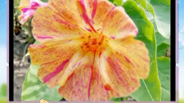 ЦВЕТЫ на даче фотовидео смотреть онлайн