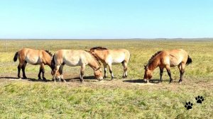 Лошади Пржевальского, заповедник Оренбургский