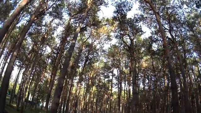 Прогулка всей семьей в Парке Культуры на ГЭСе/Набережные Челны/В поисках белки/Собираем шишки/Отдых смотреть онлайн