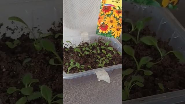 2. Рудбекия из семян смотреть онлайн