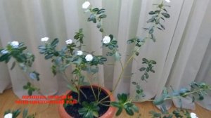 Катарантус уход в домашних условиях. Комнатное цветоводство