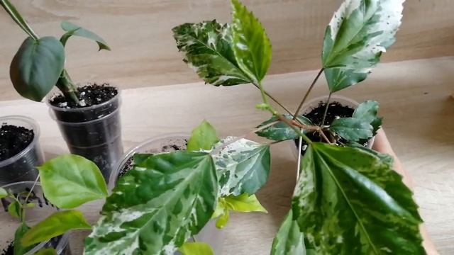 Комнатные растения. Бугенвилия.,монстера итд смотреть онлайн