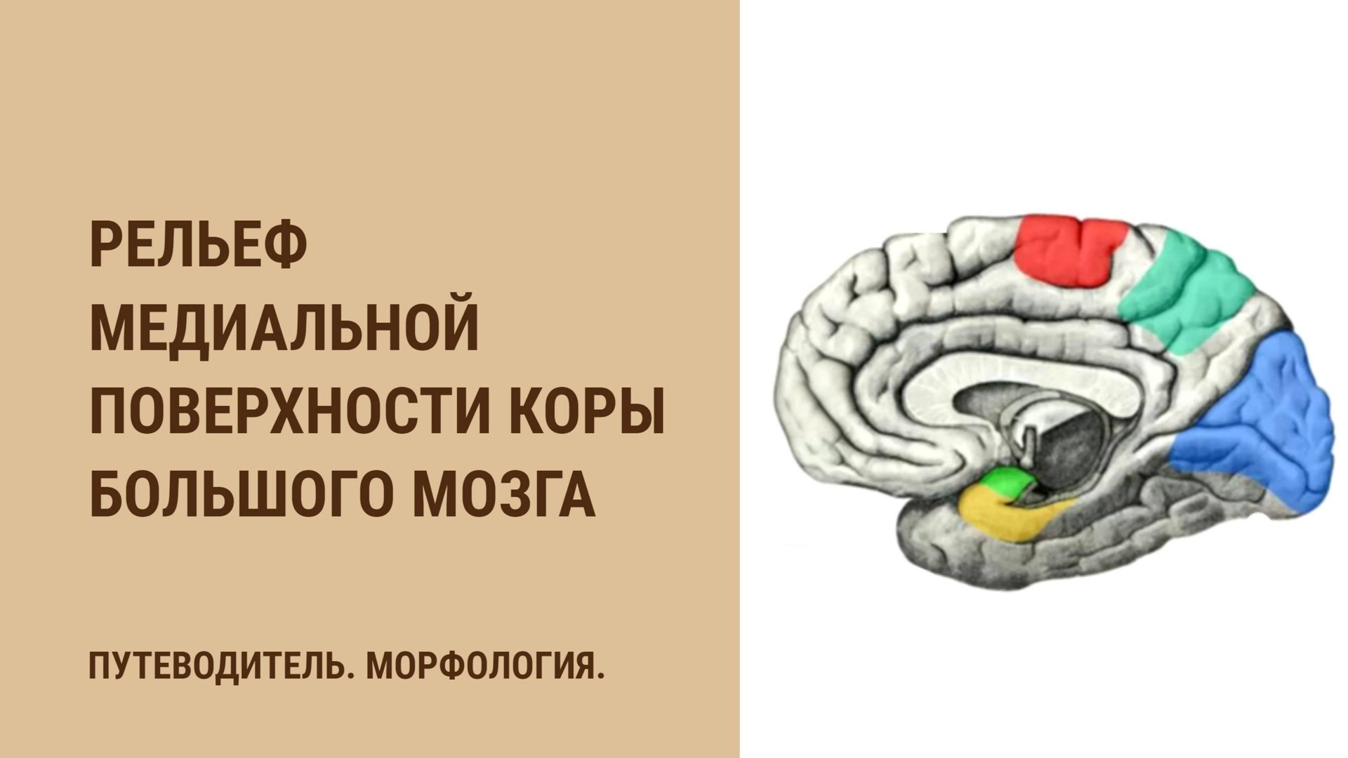 Рельеф медиальной поверхности коры большого мозга смотреть онлайн