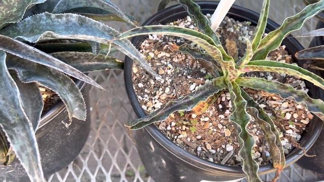 Mangave collection (variety of Agave hybrids): Wonderful for desert and succulent landscapes! смотреть онлайн