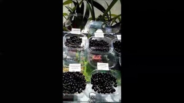 Дегустация смородины