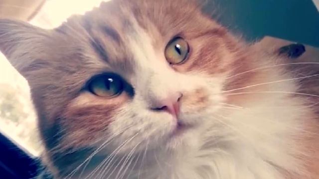 Крошечного рыжего котенка подобрали в лесу. Прошло 3 года, и его не узнать! смотреть онлайн