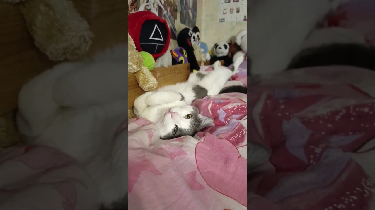 Щечки то миленькие.#кот #мурзик #питомец #лайк #котики #приколы #любовь #милашка #милый #милота смотреть онлайн