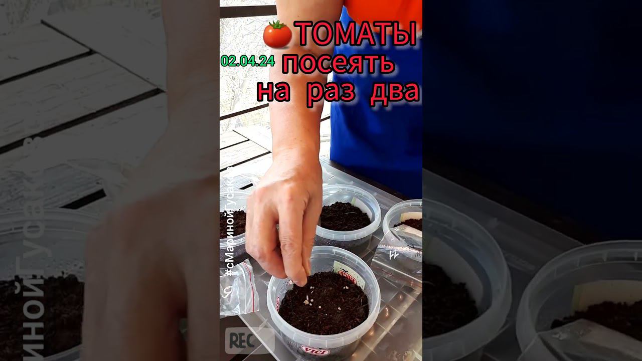 ТОМАТЫ БУКЕТНЫМ СПОСОБОМ. Сею просто и быстро | с Мариной Гусаковой 2 апреля смотреть онлайн