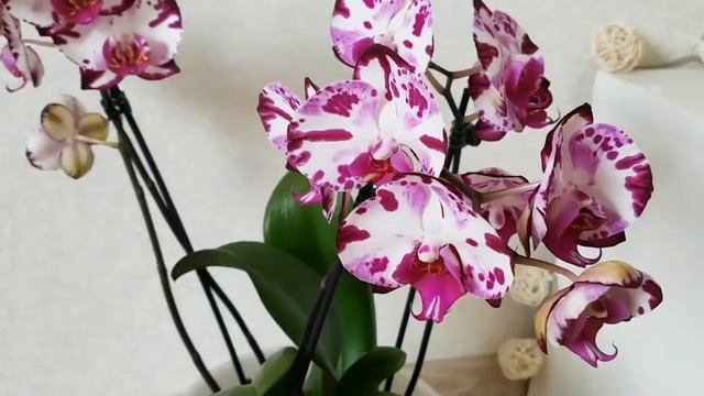 Орхидеи ПОДАРКИ | про ОРХИАТУ | Советы новичкам | Orchids орхидея Orchid фаленопсис