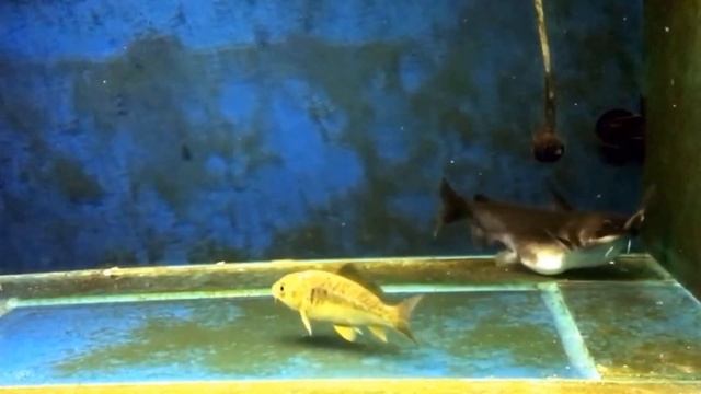 Best Top 5 Gulper Catfish Attacks | Catfish Feeding with big fish - the silent predators смотреть онлайн