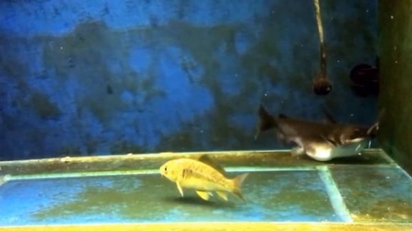 Best Top 5 Gulper Catfish Attacks | Catfish Feeding with big fish - the silent predators