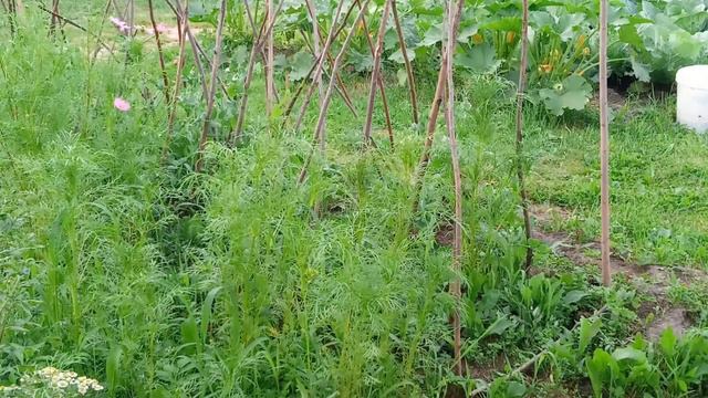 ДАЧНЫЕ ЗАРИСОВКИ. ИДУ РЕЗАТЬ ПОРОСЯТ. ОГРОМНАЯ РЫБА смотреть онлайн
