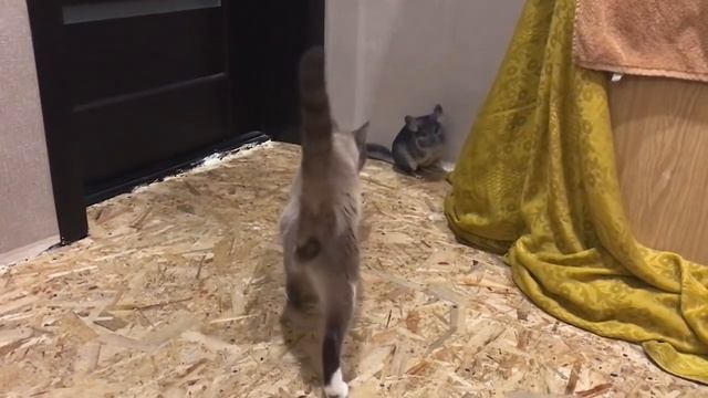 ТОП АНИМЕ БИТВ - ШИНШИЛЛА ПРОТИВ КОТА ! смотреть онлайн