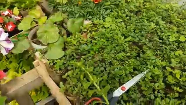 СЕКРЕТНАЯ ПРИЩИПКА ПЕТУНИИ?КАК правильно прищипывать петунию.mp4 смотреть онлайн