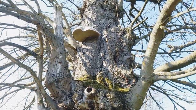 Гриб ГІГАНТ Шапка 50-35см.!! 23.04.2023 смотреть онлайн