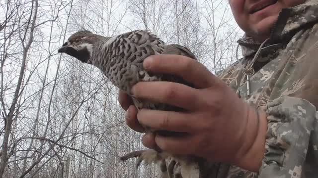 Охота на соболя капканами новый сезон 2020-2021.Налаживаю путик смотреть онлайн