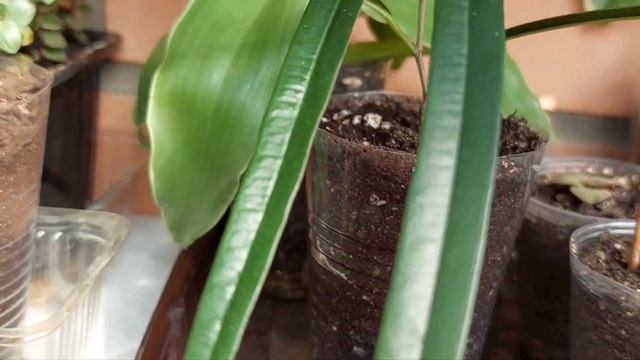 Зелёный изумрудный уголок смотреть онлайн