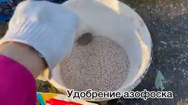 Посадила тюльпаны разными способами. Закрыли дачу #милыйдом