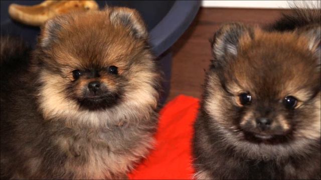 Ася смотреть онлайн