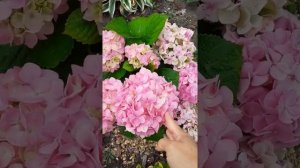 «Пинк Леди» и другие Гортензии