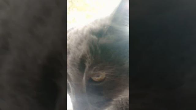 #funnykittens  Посмотри в глаза кошке... Сat's Eyes