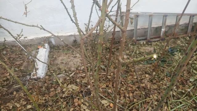 Весенняя обрезка сорт Вестерленд/шраб, когда есть дефицит побегов. Первый подснежник на юге Одесса. смотреть онлайн