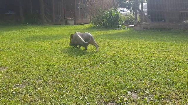 Мини пиг Блоха / свинка с ирокезом смотреть онлайн