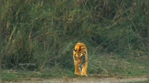 Тигр. Амурский тигр. Индийский тигр. Уссурийский тигр. Бенгальский тигр. Дальневосточный тигр