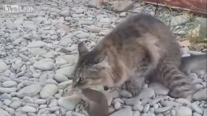 Кот поймал ласку.