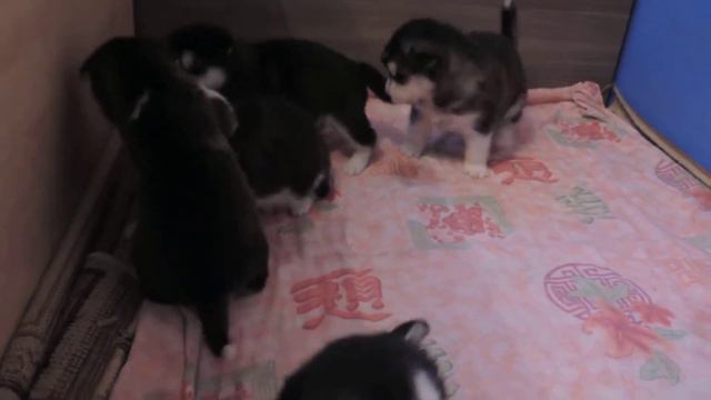 Аляскинский маламут. Щеночки мило играют в своем загончике смотреть онлайн