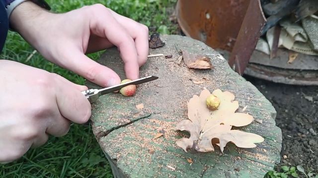 ?ШОК! На дубе выросли ягоды ? смотреть онлайн