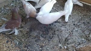 Минералка для голубей, своими руками!!!