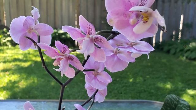 西蕾丽蝴蝶兰，不死不休的开花习性