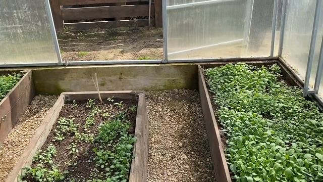 Мой мини блог. Обзор теплиц и моего мини сада на 22/04/2021 г смотреть онлайн