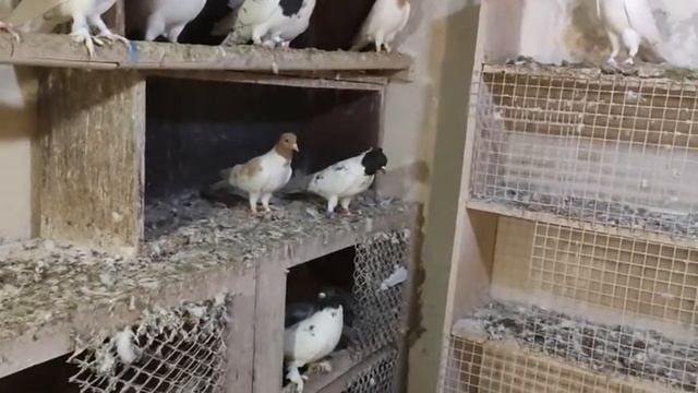 Кисловодские высокогорные головастые голуби смотреть онлайн