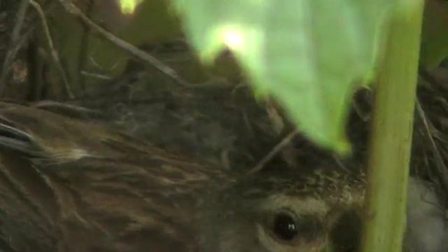 сорт винограда Кишмиш уникальный смотреть онлайн