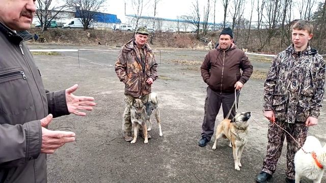 Львівська міжобласна виставка лайок..Суки/середня