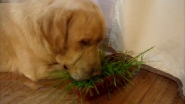 Лабрадор Гай и травка.wmv смотреть онлайн