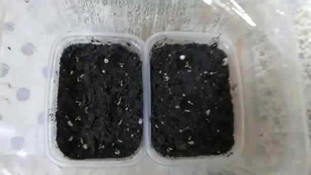 Эустома. Всхожесть 100%. Всходы после посадки в домашних условиях. Уход за всходами. смотреть онлайн