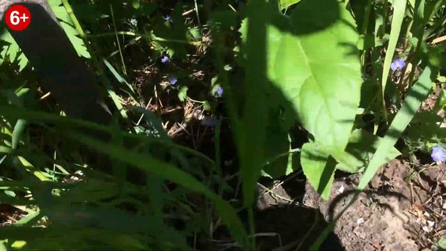 Аллея Павловнии. 2 год.  Начало лета 2020.