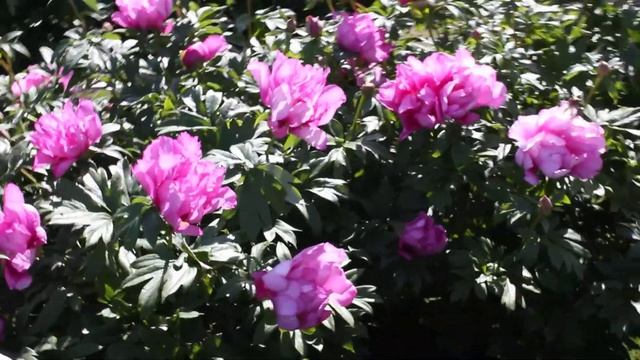 First Arrival | R2 Flowers BV | Peonies смотреть онлайн