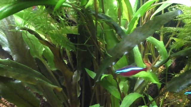 AQUAEL 30 литров - ВИДЕОЗАРИСОВКА смотреть онлайн