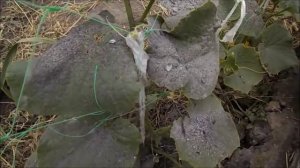 Зола для огурцов!