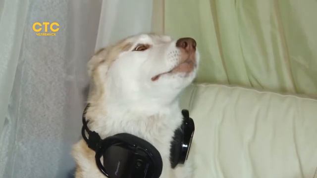 Служебный пёс стал донором для хвостатых собратьев смотреть онлайн