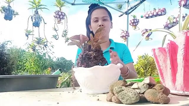 HOW TO REPLANT CALATHEA PLANT смотреть онлайн
