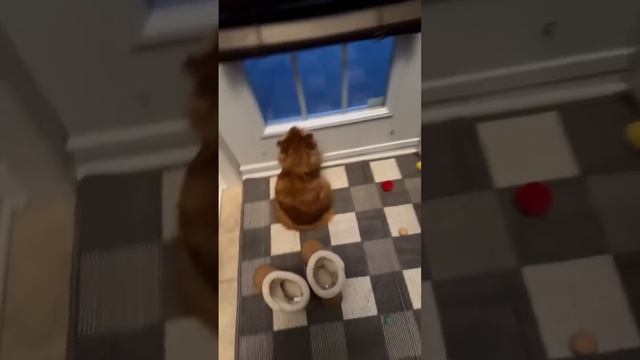 Happy Thursday - Live Stream смотреть онлайн