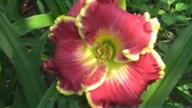 лилейник daylily ROSE SENSATION.mpg смотреть онлайн