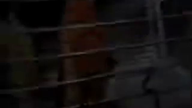 Новое питание хорька и что делать если уежаеш куда нибудб смотреть онлайн